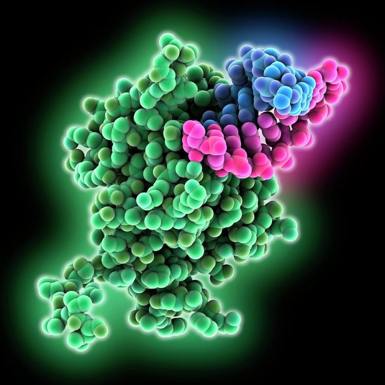 Santé : Le virus Lassa signalé dans la préfecture de Guéckédou, l’ANSS rassure !!!