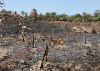 Agriculture : Une plantation de bananes et d’anacardiers incendiée à Forécariah !!!