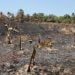 Agriculture : Une plantation de bananes et d’anacardiers incendiée à Forécariah !!!