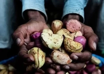 Mariage coutumier malinké : un cérémonial spectaculaire et instructif ! (Sayon Mara)