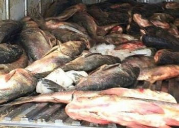 Siguiri : Près de 4 tonnes de poisson impropre à la consommation abandonnées dans un bas-fond, annonce le ??????è?? ?? ?? ?ê??? ?? ?? ?&rsquo;???????? ???????? (?????????é) !!!