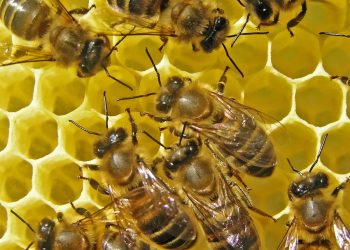 Mosquée de Zawiyah à Dinguiraye : Des abeilles s’invitent à la prière du vendredi, des fidèles prennent la fuite (média) !!!