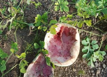 Fanyé/Maferinya : le champ de pastèques d’un jeune âgé d’une vingtaine d’années détruit par des inconnus !!!