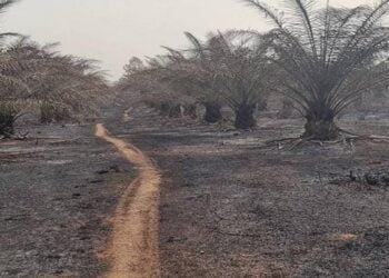 Incendies de plantations d’un côté, investissement de l’Etat de l’autre : Un analyste fait des propositions pour un succès dans le domaine agricole en Guinée !!!