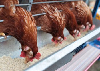 Aviculture : La baisse du prix du maïs au menu des échanges entre le Ministre Mamoudou Nagnalen et les acteurs du secteur :» !!!