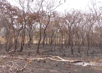 Kankan : Près de 10 hectares d’une plantation ravagés par le feu d’origine ‘’criminelle’’ !!!