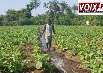Kolaboui/Boké : des acteurs de la filière maraichage rencontrent d’énormes difficultés !!!