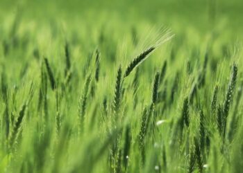 Blé local : Le Sénégal remporte le défi