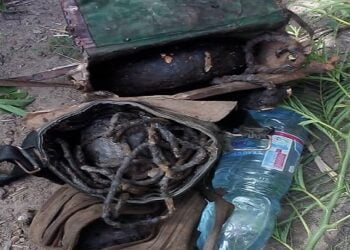 Kissidougou : Un féticheur surpris dans un cimetière avec des gris-gris et une chèvre !!!