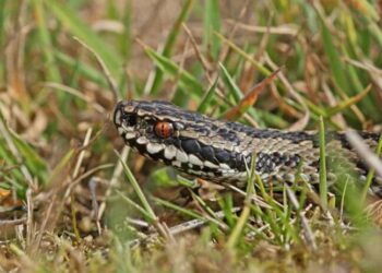 Kindia/Bangouya : Un serpent tue une personne et blesse deux autres !!!