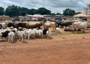 Kankan : Un mouton coûte 200 mille francs guinéens, une vache à 4 millions, malgré cette baisse les clients se font rares !!!