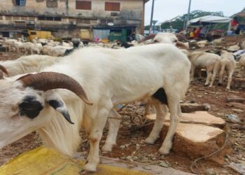 Fête de Tabaski 2023 : Des vendeurs de bétail venus de Dinguiraye offrent des moutons de qualité avec des prix abordables !!!