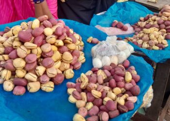 Kankan : L’usage de la cola en perte de vitesse dans les communautés (constat)!!!