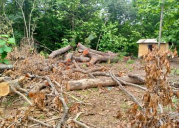 Coupe du bois à Dinguiraye : Des tronçonneuses jusque dans la cour de la résidence du Préfet Cheick Mohamed Keïta !!!