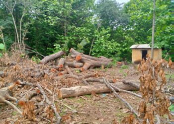 Coupe du bois à Dinguiraye : Des tronçonneuses jusque dans la cour de la résidence du Préfet Cheick Mohamed Keïta !!!