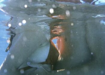 [Sexo] Ce que vous risquez en faisant l’amour dans l’eau (Experts)!!!