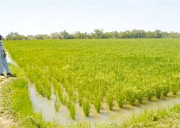 Boffa : L&rsquo;économiste Mamadou Soumah invite les jeunes à investir dans l&rsquo;Agriculture !!!