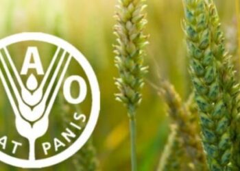 Hausse exponentielle du prix du riz!!!