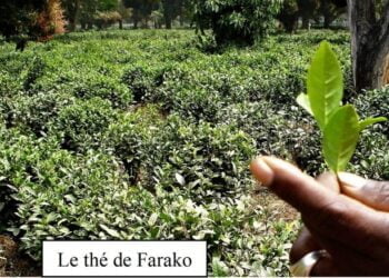 Ferme de thé Farako : Une belle opportunité d’affaires délaissée par l’Etat et les opérateurs économiques maliens!!!