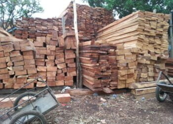 ‘’Corruption, détournements, coupes abuses de bois’’, plusieurs cadres du Ministère de l’Environnement vont être poursuivis (Décision) !!!