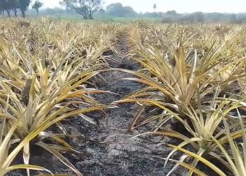 Agriculture: Des incendies reprennent en Basse Guinée dans les champs d’ananas (victimes) !!!
