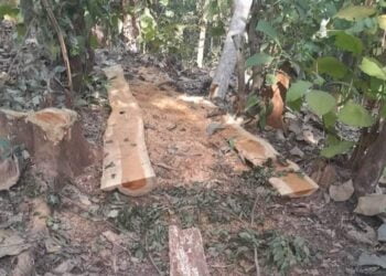 Gaoual : la forêt communautaire de Kakoni menacée de disparition,  autorités et citoyens s’accusent !!!