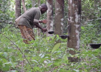 Nzérékoré : Des autorités de la SOGUIPAH dénoncées par des planteurs !!!