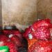 Conakry : Des sacs d’oignons pourris saisis au marché de Gbessia !!!