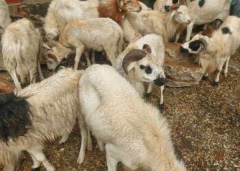 Fête de Tabaski : Des moutons à des prix abordables en face du Jardin 2 Octobre à Conakry !!!