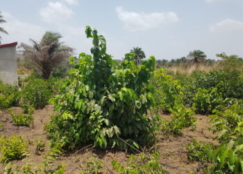 Aménagement des îles de Loos et de kassa, le ministère de l&rsquo;urbanisme menace les auteurs (Communiqué)!!!