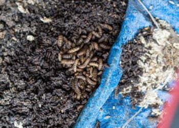 Une grande quantité du riz pourri saisie à Maneah : L’acte est qualifié de ‘’crime’’ contre la santé publique et d’empoisonnement de la population !!!