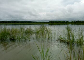 Inondations dans les plaines agricoles à Dinguiraye!!!