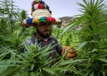 Au Maroc, Mohammed VI gracie plus de 4 800 cultivateurs de cannabis (Média)!!!