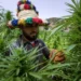 Au Maroc, Mohammed VI gracie plus de 4 800 cultivateurs de cannabis (Média)!!!