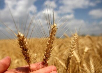 France/Agriculture : le ministère alerte sur l’une « des plus faibles récoltes » de blé « des 40 dernières années »!!!