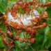 N’zérékoré/Des « fourmis rouges » détruisent des champs et provoqueraient des avortements chez les femmes !!!