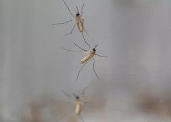 OMS : le paludisme a été totalement éradiqué en Egypte!!!