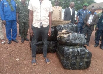 Labé-Trafic de drogue : Plus de 110 Kg de chanvre indien saisis par les services des douanes !!!