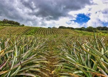 Agriculture : La situation des producteurs de Kindia développée par Abdoulaye Aziz Kaba, président de la chambre d&rsquo;Agriculture !!!