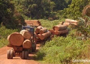 Guinée : Le Gouvernement annonce ‘’la levée de la suspension de la coupe, du transport et de l’importation de bois’’ (Communiqué) 