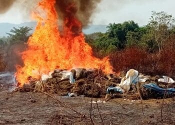 Kindia/Drogue : Plus d’une tonne de chanvre indien incinérée sur le site de Sèguèyah