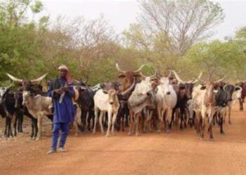 Guinée : Le Gouvernement interdit la transhumance transfrontalière jusqu’en mars 2026