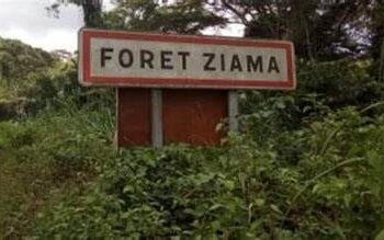 Catastrophe à Ziama : La réserve forestière était en proie avec des flammes Dimanche