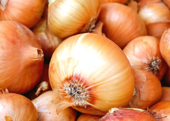 Sénégal : Les importations d’oignon seront suspendues à partir du samedi 25 janvier
