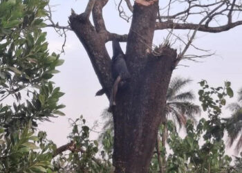 Société/Boffa : découverte d’un corps sur un arbre à Kolon