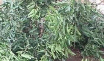 Kindia/Bangouya : Une tornade fait un (1) mort et d’importants dégâts matériels à Madina Fanta