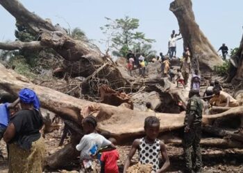 Boffa: Le grand fromager du Rio Pongo, symbole de plusieurs générations s’effondre paisiblement