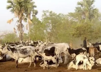 Elevage : Le Gouvernement guinéen reste ferme, ‘’tous les transhumants…’’