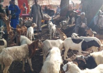 Dabola/Tabaski : Les citoyens interpellent l’Etat sur la régulation des prix du bétail