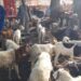 Dabola/Tabaski : Les citoyens interpellent l’Etat sur la régulation des prix du bétail